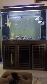 (Category: ) located in . Submitted by dhiaputera (Listing ID 1387581539, Image 1). Description: .