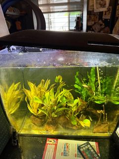(Category: ) located in . Submitted by sarbelas (Listing ID 1387667116, Image 1). Description: .