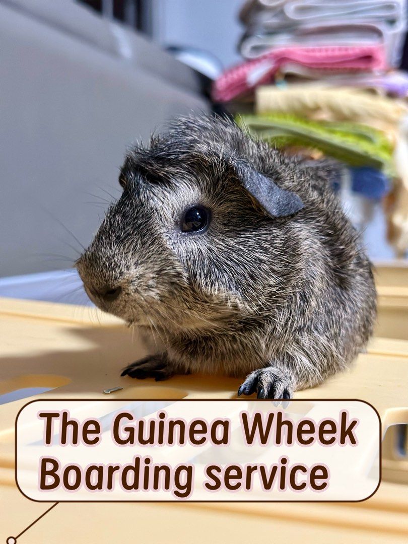 Guinea Pig Boarding hamster rabbit boarding (Category: Pet Care Services) located in Singapore. Submitted by cherishvv (Listing ID 1371183527, Image 3). Description: 🐹 Guinea Pig Boarding Service – East Area (Simei) 🐹 $10 per day per piggy 📍 Location: Simei (East area) 📆 Available year-round What’s included: ✅ Unlimited hay (or bring your own) ✅ Oxbow pellets (or bring your own) ✅ Daily fresh vegetables (optional if on a veggie-free diet) ✅ D