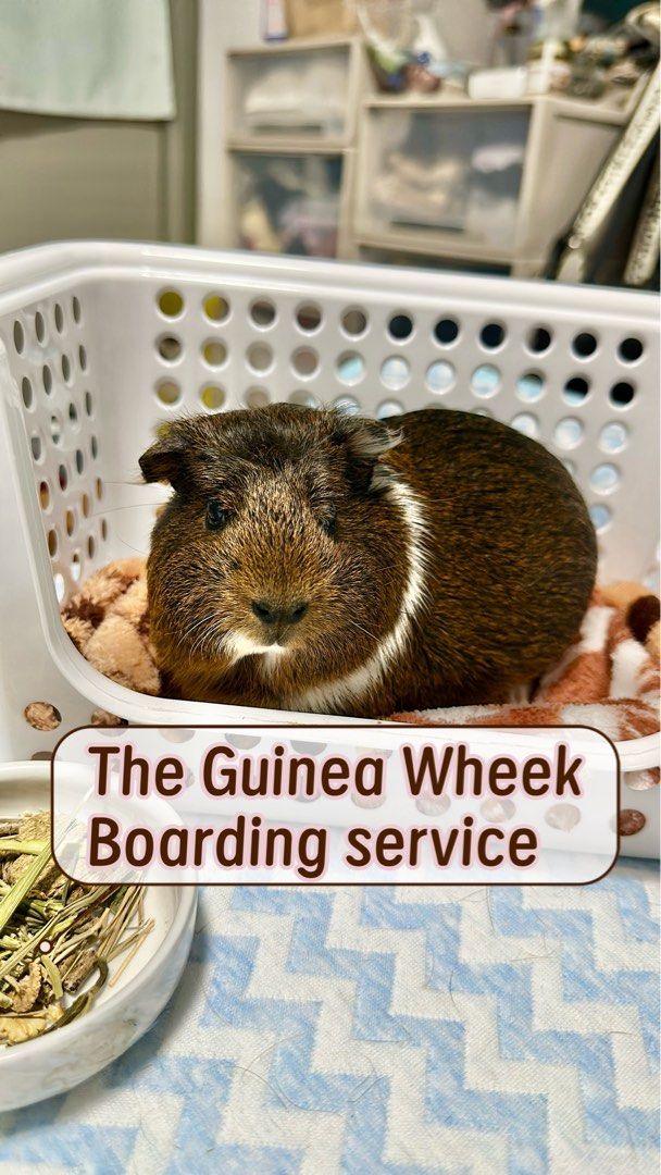 Guinea Pig Boarding hamster rabbit boarding (Category: Pet Care Services) located in Singapore. Submitted by cherishvv (Listing ID 1371183527, Image 2). Description: 🐹 Guinea Pig Boarding Service – East Area (Simei) 🐹 $10 per day per piggy 📍 Location: Simei (East area) 📆 Available year-round What’s included: ✅ Unlimited hay (or bring your own) ✅ Oxbow pellets (or bring your own) ✅ Daily fresh vegetables (optional if on a veggie-free diet) ✅ D