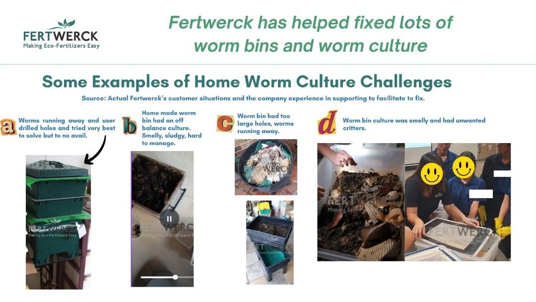 (HDB , Condo, Landed) Compost Worm Bin / Vermicompost Bin / Worm Composting Bin / Earthworm Bin / Vermihut / Vermi composter / Fertilizer Bin (min. 3-tier) , compost bin, fertilizer creation - soil mix, plants , African Night crawler, Malaysian blue worm (Category: Garden Soil & Fertilisers) located in Singapore. Submitted by growerck (Listing ID 1001486810, Image 3). Description: Check 3rd photo slide on the various worm bin issues we have fixed