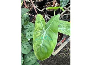 由 floragarden2017 (刊登 ID 1384341849，圖片 1) 提交，位於 的 (類別：)，說明：。