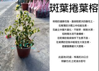 由 floragarden2017 (刊登 ID 1384421641，圖片 1) 提交，位於 的 (類別：)，說明：。