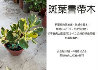 由 floragarden2017 (刊登 ID 1384422460，圖片 1) 提交，位於 的 (類別：)，說明：。