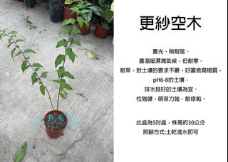 由 floragarden2017 (刊登 ID 1384421043，圖片 1) 提交，位於 的 (類別：)，說明：。