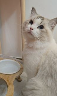 （分類：）位於 。 由 annawty 提交（商品編號 1384263407，圖片 1）。簡介： 。