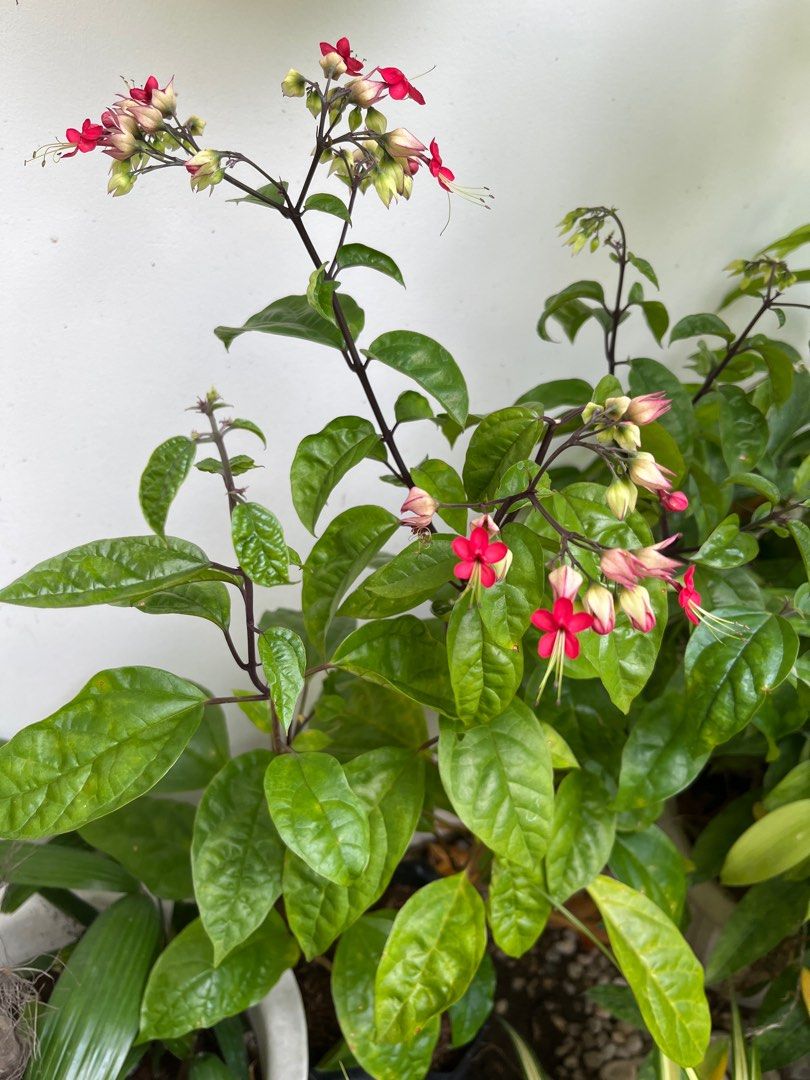 Cadena de amor (Category: Plants & Seeds) located in Manila. Submitted by lersonbrie (Listing ID 1384249748, Image 2). Description: With flowers, very lush, in black seedling bag Plus 70 if potted Can ship fr taguig and qc by sched .