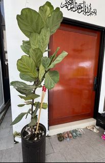 (Category: ) located in . Submitted by syirah1111 (Listing ID 1384276080, Image 1). Description: .