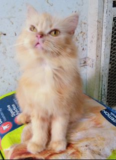 (Kategori: ) berada di . Dikirim oleh prelovedandcats (ID iklan 1384277451, Gambar 1). Deskripsi: .