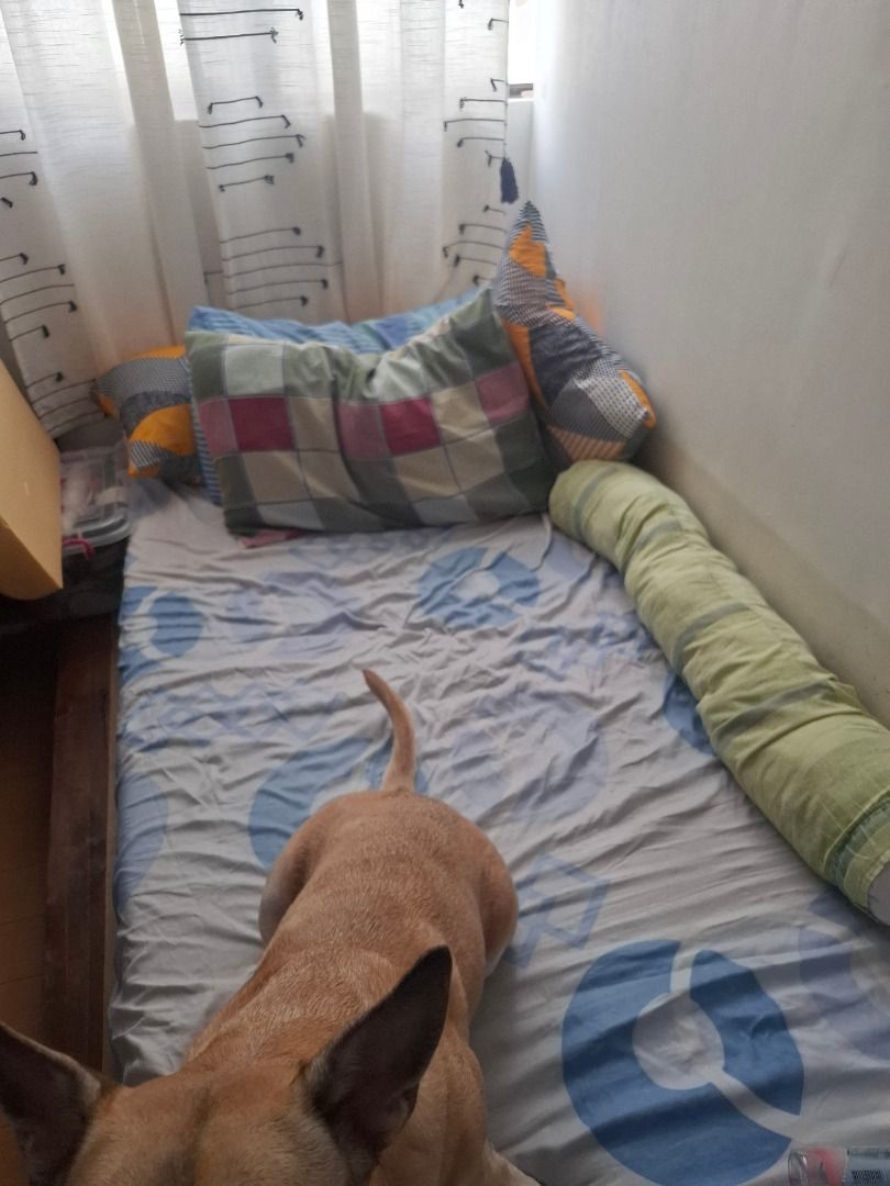 SINGLE BED PALETA W wood topper (Category: Bed Frames & Mattresses) located in Caloocan City. Submitted by richyorencia (Listing ID 1384413522, Image 2). Description: Paleta bed po but matibay na wood ginamit and varnished na po. Included po yung wood board on top. 2PCS AVAILABLE 1500 nlng po if both kukunin need po ipick up or deliver using l300 or van since heavy po yung bed mismo and buo po yung bed. 2k each po if you want the foam to be inclu