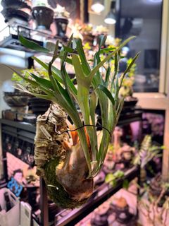 （分類：）位於 。 由 crazyk23 提交（商品編號 1387804208，圖片 1）。簡介： 。