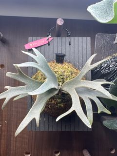 （分類：）位於 。 由 zibet_c 提交（商品編號 1385909481，圖片 1）。簡介： 。