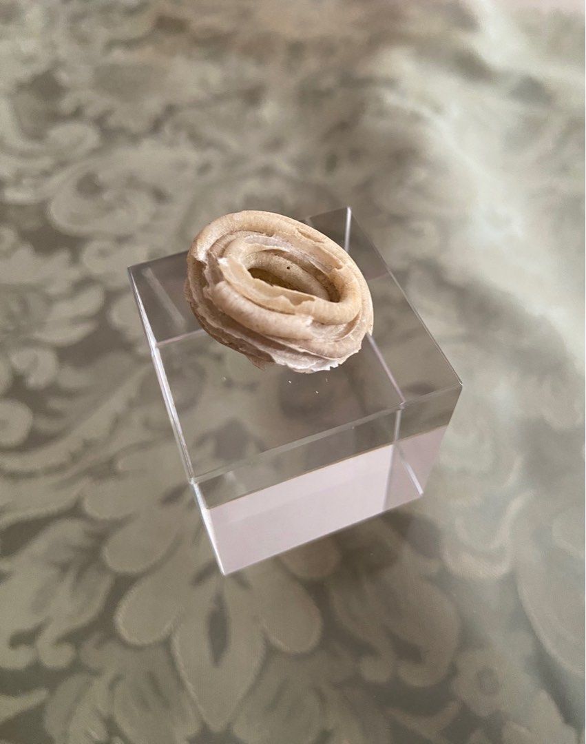 Seashell - Worm Seashell (Category: Vintage Collectibles) located in Singapore. Submitted by sea_jewels (Listing ID 1387822372, Image 5). Description: Usually worm shells are as elongated coils whether straight, curved or haphazard in formation. This piece is quite unusual as it’s coils are stacked one on top of the other like a coiled snake at rest. For a seashell this is exotic to the extreme. Very interesting piece. Less seen for such formatio