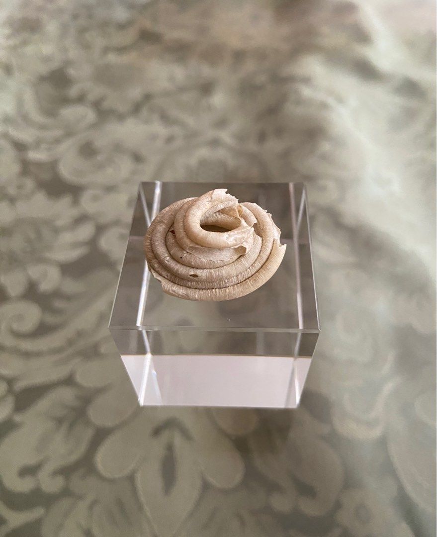 Seashell - Worm Seashell (Category: Vintage Collectibles) located in Singapore. Submitted by sea_jewels (Listing ID 1387822372, Image 1). Description: Usually worm shells are as elongated coils whether straight, curved or haphazard in formation. This piece is quite unusual as it’s coils are stacked one on top of the other like a coiled snake at rest. For a seashell this is exotic to the extreme. Very interesting piece. Less seen for such formatio