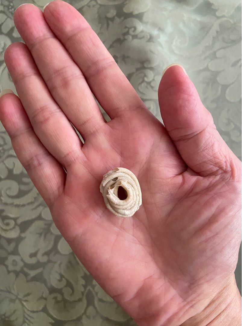 Seashell - Worm Seashell (Category: Vintage Collectibles) located in Singapore. Submitted by sea_jewels (Listing ID 1387822372, Image 6). Description: Usually worm shells are as elongated coils whether straight, curved or haphazard in formation. This piece is quite unusual as it’s coils are stacked one on top of the other like a coiled snake at rest. For a seashell this is exotic to the extreme. Very interesting piece. Less seen for such formatio