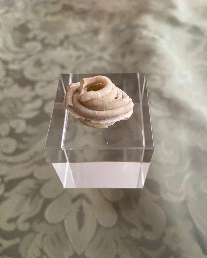 Seashell - Worm Seashell (Category: Vintage Collectibles) located in Singapore. Submitted by sea_jewels (Listing ID 1387822372, Image 2). Description: Usually worm shells are as elongated coils whether straight, curved or haphazard in formation. This piece is quite unusual as it’s coils are stacked one on top of the other like a coiled snake at rest. For a seashell this is exotic to the extreme. Very interesting piece. Less seen for such formatio