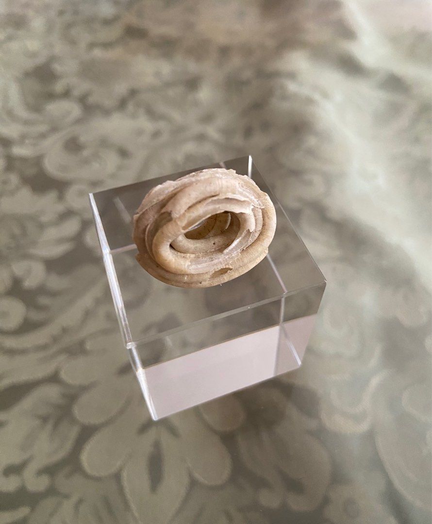 Seashell - Worm Seashell (Category: Vintage Collectibles) located in Singapore. Submitted by sea_jewels (Listing ID 1387822372, Image 4). Description: Usually worm shells are as elongated coils whether straight, curved or haphazard in formation. This piece is quite unusual as it’s coils are stacked one on top of the other like a coiled snake at rest. For a seashell this is exotic to the extreme. Very interesting piece. Less seen for such formatio