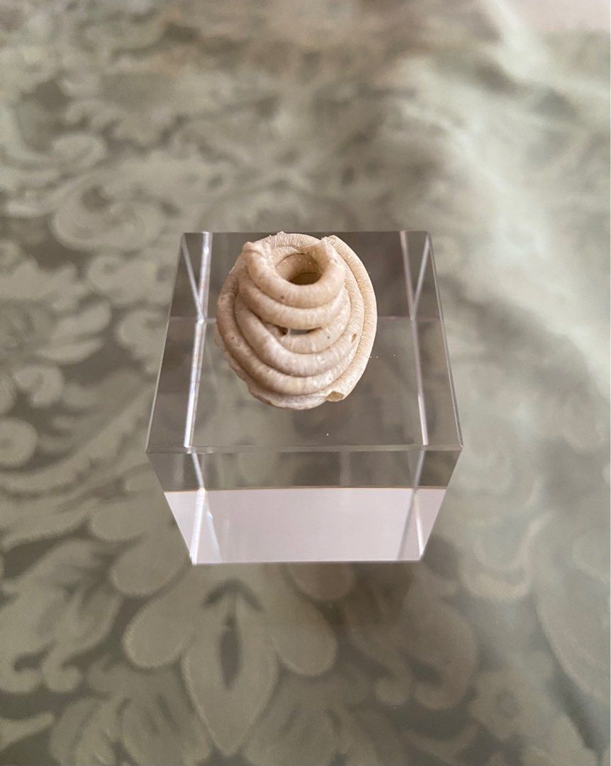 Seashell - Worm Seashell (Category: Vintage Collectibles) located in Singapore. Submitted by sea_jewels (Listing ID 1387822372, Image 3). Description: Usually worm shells are as elongated coils whether straight, curved or haphazard in formation. This piece is quite unusual as it’s coils are stacked one on top of the other like a coiled snake at rest. For a seashell this is exotic to the extreme. Very interesting piece. Less seen for such formatio