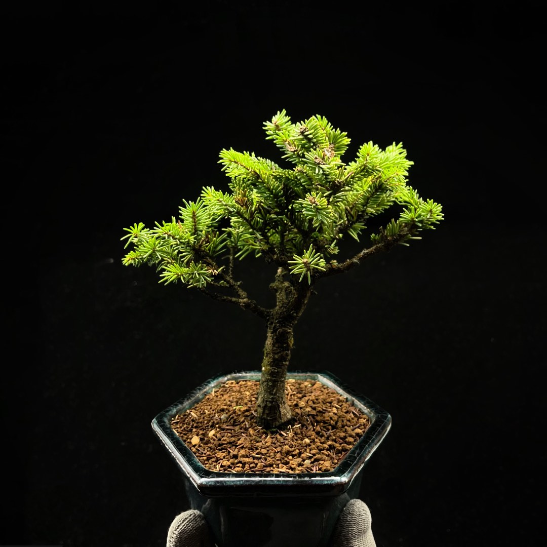 蝦夷松 石付き盆栽 蝦夷松の盆栽 石付き 約55cm 盆栽 蝦夷松 樹高30cm