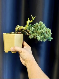 (Category: ) located in . Submitted by jia_bonsai_singapore (Listing ID 1387747860, Image 1). Description: .