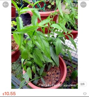 (Category: ) located in . Submitted by babymee (Listing ID 1388085972, Image 1). Description: .