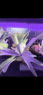 （分類：）位於 。 由 jasonmartinn 提交（商品編號 1388222148，圖片 1）。簡介： 。