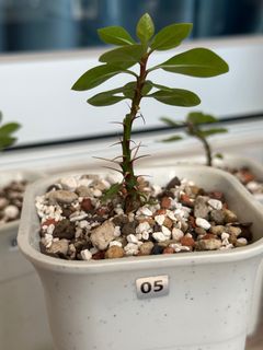 （分類：）位於 。 由 kin126 提交（商品編號 1388209667，圖片 1）。簡介： 。
