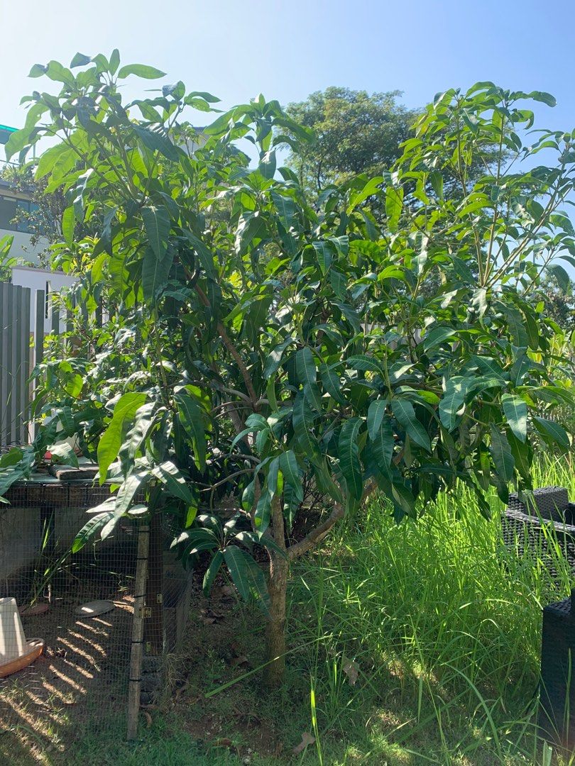Mango tree (Category: Plants & Seeds) located in Kuala Lumpur. Submitted by nawarhalho56807 (Listing ID 1388255442, Image 3). Description: Healthy mango tree, just about to bear its first fruits! Strong roots, lush leaves, and perfect for enjoying homegrown sweet mangoes soon. Great addition to your garden!.