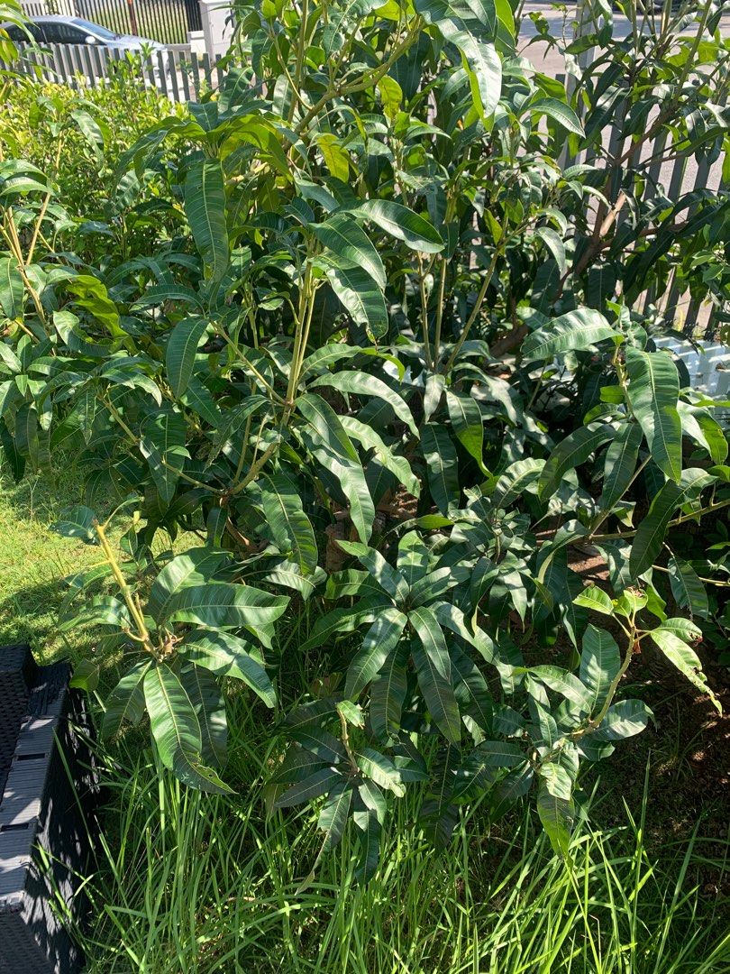 Mango tree (Category: Plants & Seeds) located in Kuala Lumpur. Submitted by nawarhalho56807 (Listing ID 1388255442, Image 2). Description: Healthy mango tree, just about to bear its first fruits! Strong roots, lush leaves, and perfect for enjoying homegrown sweet mangoes soon. Great addition to your garden!.