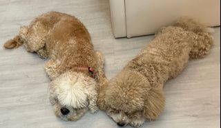 (Category: ) located in . Submitted by petlover123 (Listing ID 1388380224, Image 1). Description: .
