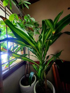 (Category: ) located in . Submitted by SHSrv (Listing ID 1337919471, Image 1). Description: .