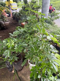 (Category: ) located in . Submitted by plants_sale (Listing ID 1388336534, Image 1). Description: .