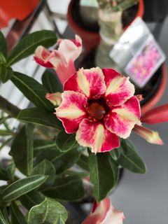 (Category: ) located in . Submitted by lil.greenthumb.sg (Listing ID 1388370216, Image 1). Description: .