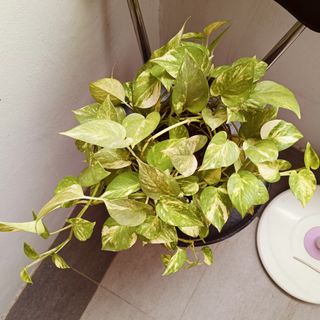 (Category: ) located in . Submitted by osmanthus2020 (Listing ID 1388321913, Image 1). Description: .