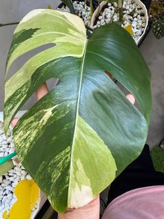 (Category: ) located in . Submitted by mas.plantaddicted (Listing ID 1388361469, Image 1). Description: .