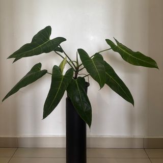 (Category: ) located in . Submitted by midnightgardener (Listing ID 1388378557, Image 1). Description: .