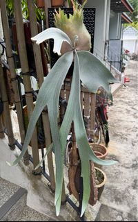 (Category: ) located in . Submitted by imat (Listing ID 1388383399, Image 1). Description: .