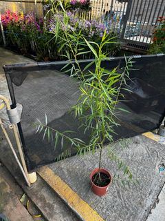 (Category: ) located in . Submitted by gardenfunfarm (Listing ID 1388364353, Image 1). Description: .