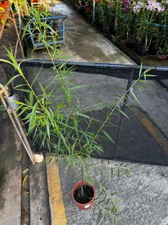 (Category: ) located in . Submitted by gardenfunfarm (Listing ID 1388428756, Image 1). Description: .