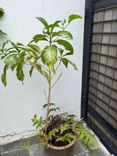 (Category: ) located in . Submitted by hortulanus (Listing ID 1388633841, Image 1). Description: .