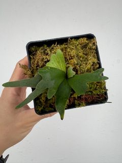P. willinckii 'Jenny' TC 2139 Platycerium Willinckii