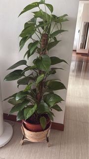 (Category: ) located in . Submitted by bsimanta (Listing ID 1388619117, Image 1). Description: .
