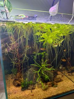 (Category: ) located in . Submitted by amnfkr (Listing ID 1388720072, Image 1). Description: .