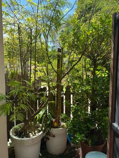 (Category: ) located in . Submitted by tabbymctat (Listing ID 1388766072, Image 1). Description: .