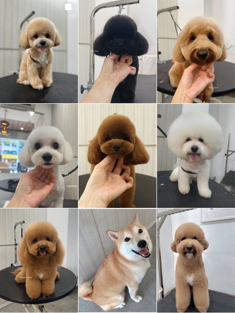 (Category: ) located in . Submitted by petgroomer.victor (Listing ID 1318591661, Image 1). Description: .