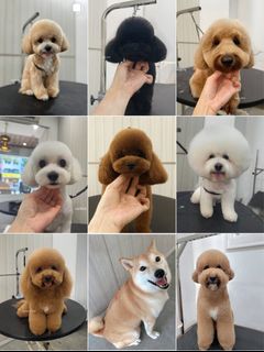 Dog Grooming 🐩 Collection item 1