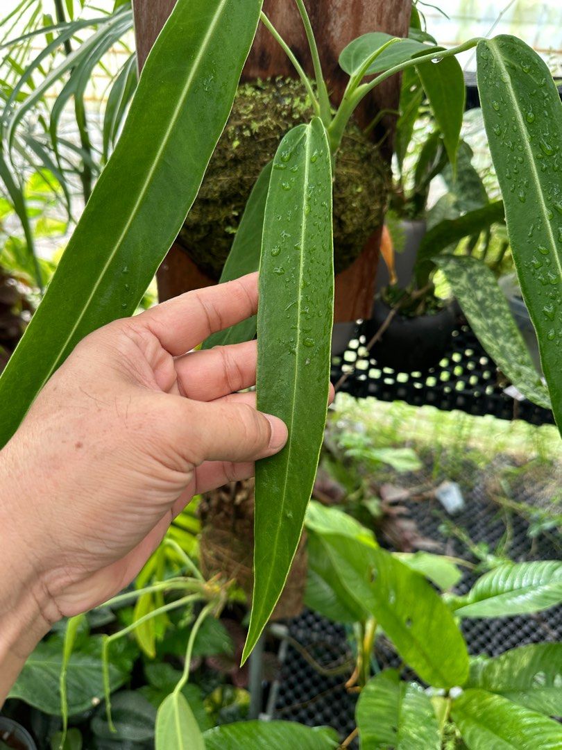 Anthurium Amazon princess, Furniture & Home Living, Gardening, Plants &  Seeds on Carousell