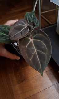 (Category: ) located in . Submitted by rewild.bewild (Listing ID 1388935771, Image 1). Description: .