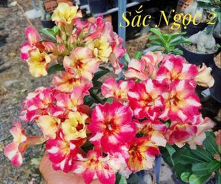 (Category: ) located in . Submitted by lil.greenthumb.sg (Listing ID 1389077722, Image 1). Description: .