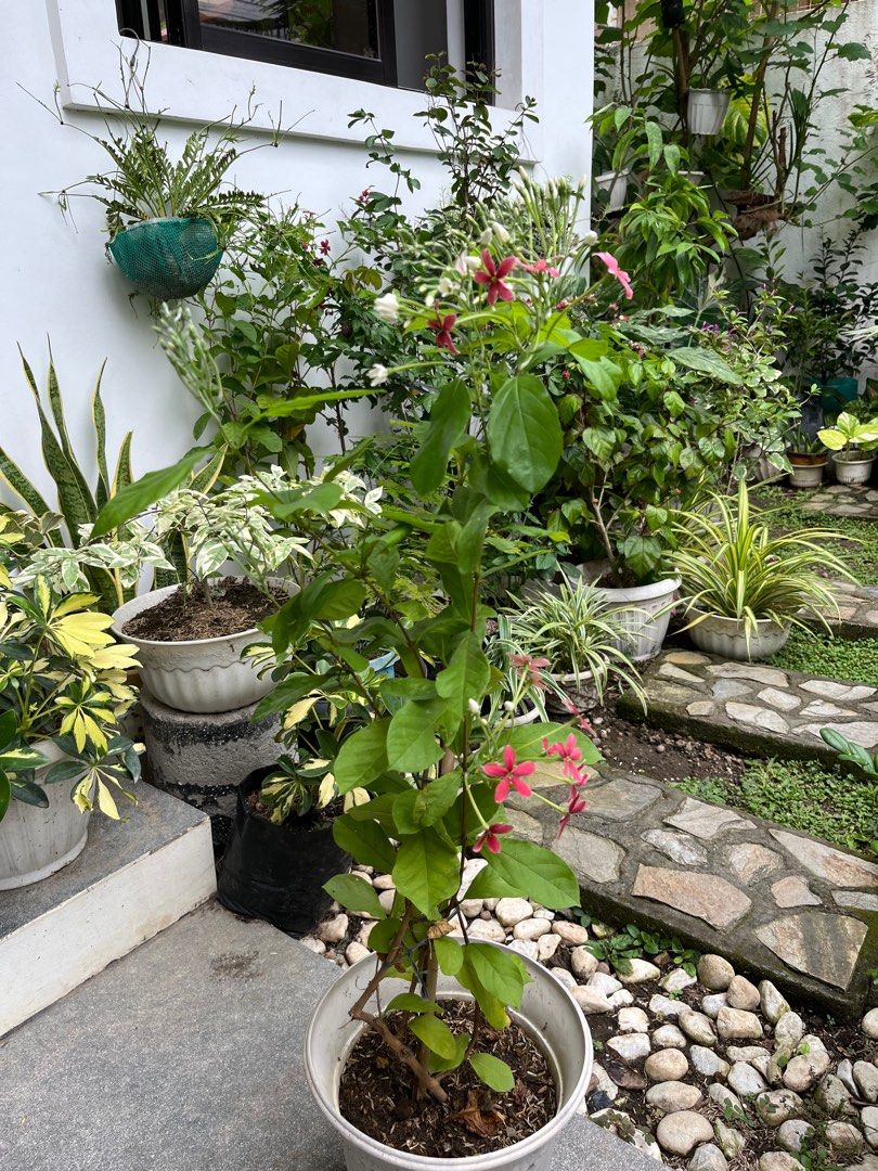 Rangoon creeper with buds and flowers (Category: Plants & Seeds) located in Manila. Submitted by lersonbrie (Listing ID 1389016515, Image 3). Description: Lush, with many buds and flowers, 3ft.